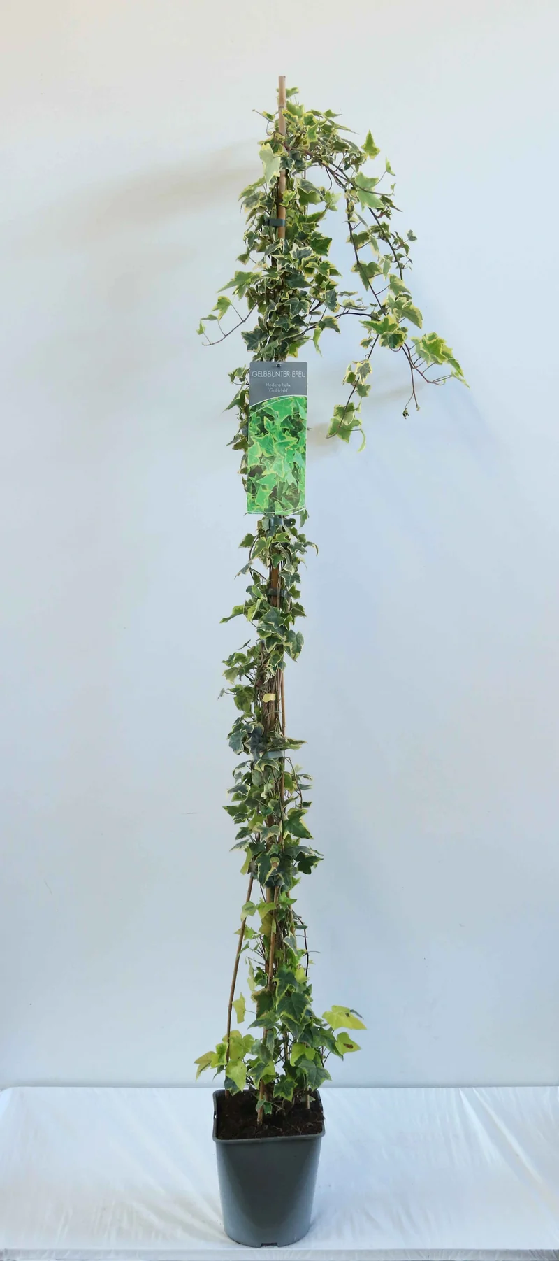 Hedera helix 'Goldchild' C5 (5 liters kruka) 100-125 cm