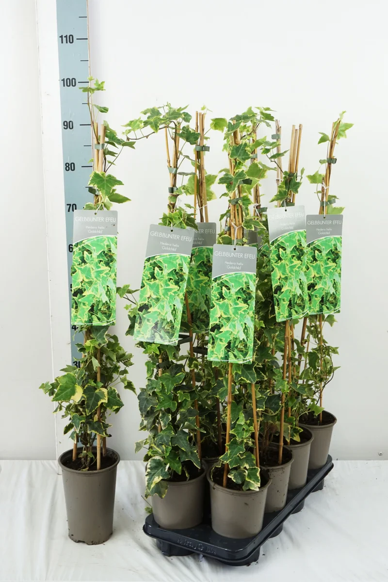 Hedera helix 'Goldchild' 60-100 cm, 17 cm kruka