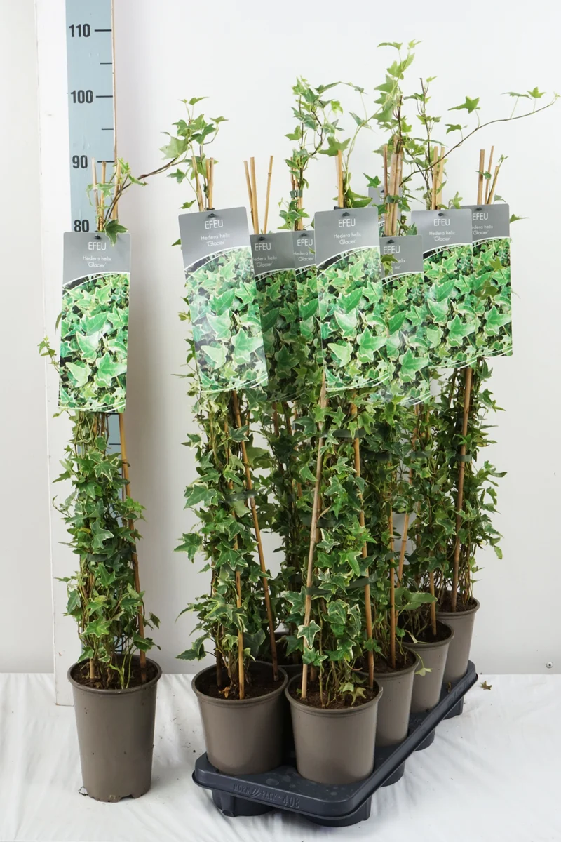 Hedera helix 'Glacier' 60-100 cm, 17 cm kruka
