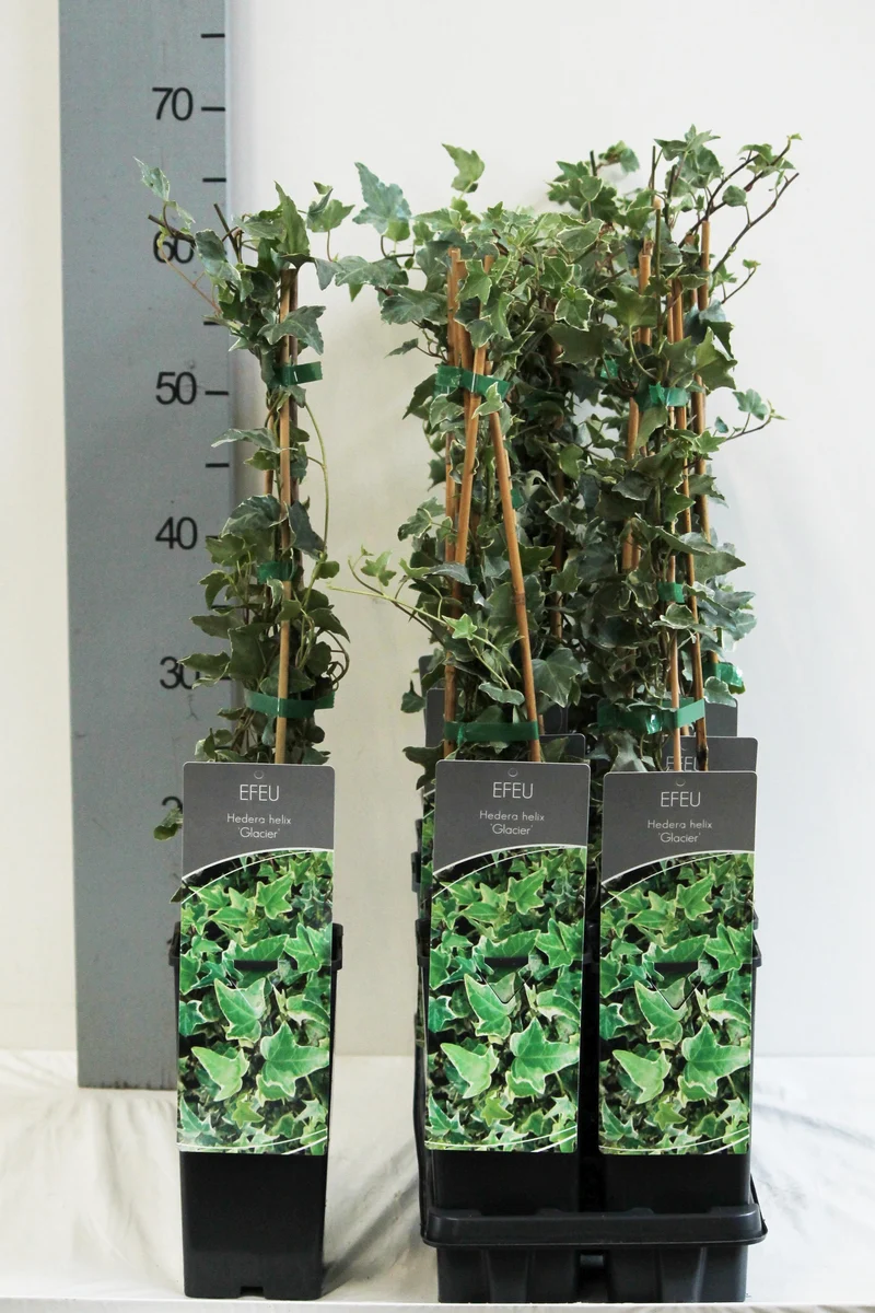 Hedera helix 'Glacier' C2 (2 liters kruka) 40-60 cm
