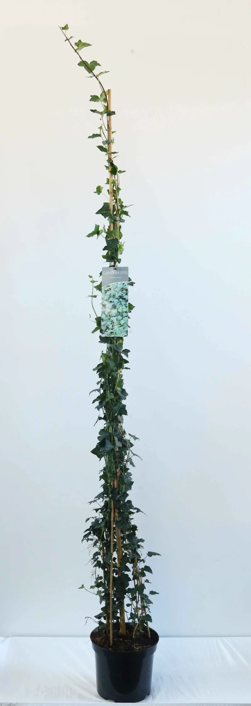Hedera helix C7,5 (7,5 liters kruka) 150-200 cm