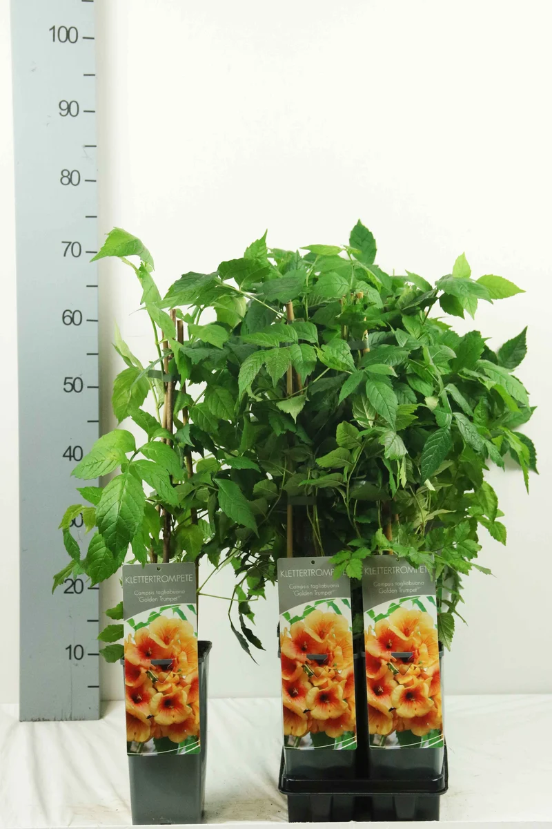 Campsis tagli. 'Summer Jazz Gold' C2 (2 liters kruka) 40-60 cm, 3 käppar