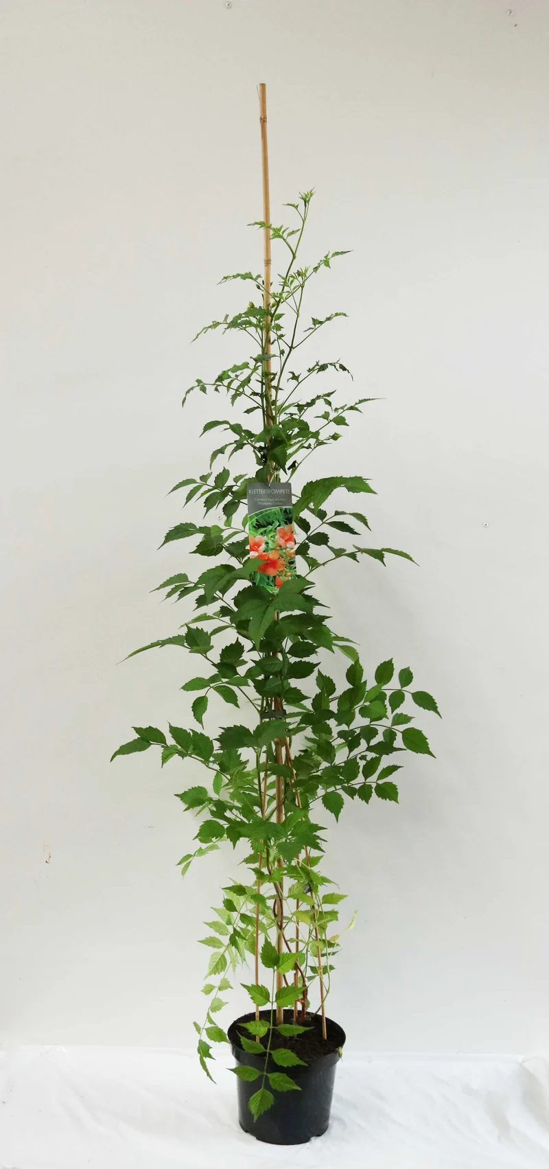 Campsis tagli. 'Mme Galen' C7,5 (7,5 liters kruka) 100-150 cm