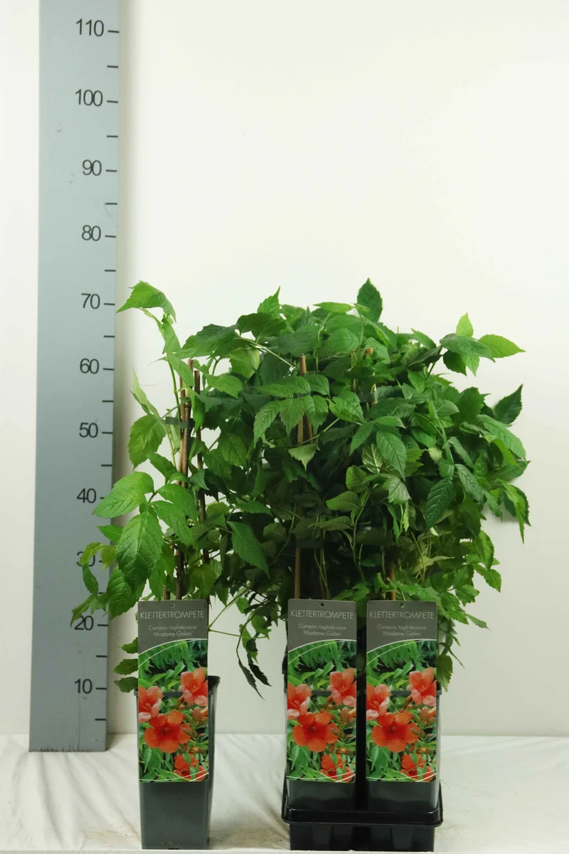 Campsis tagliabuana 'Mme Galen' C2 (2 liters kruka) 40-60 cm