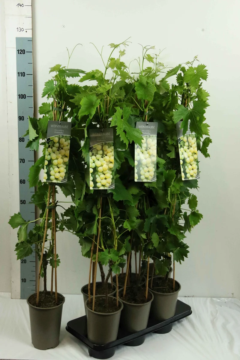 Vitis 'Muscat Yellow' C3 (3 liters kruka) 80-100 cm