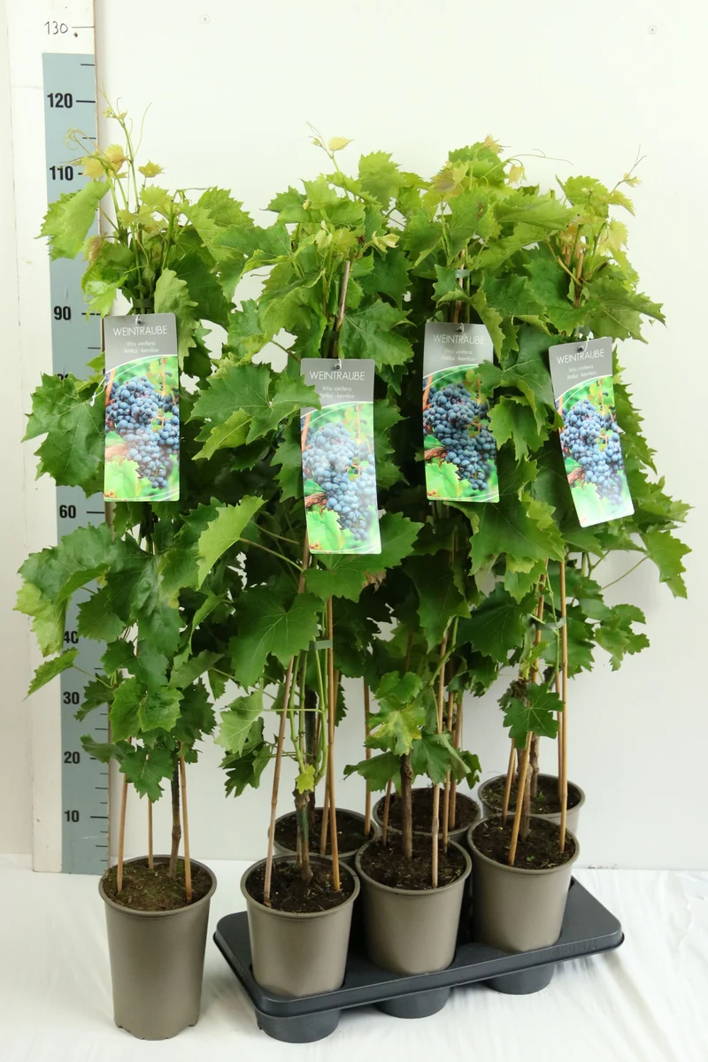 Vitis 'Attika' C3 (3 liters kruka) 80-100 cm