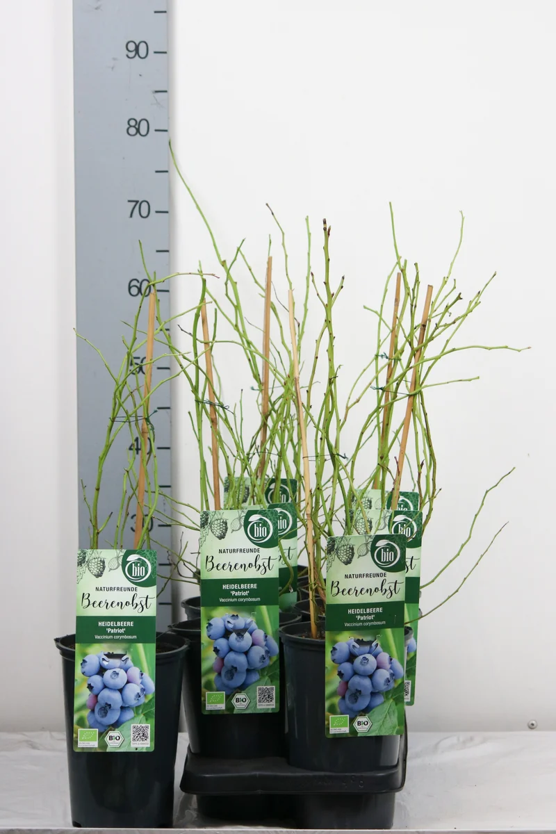 Vaccinium cor. 'Patriot' (tidig) C3 (3 liters kruka) 40-50 cm