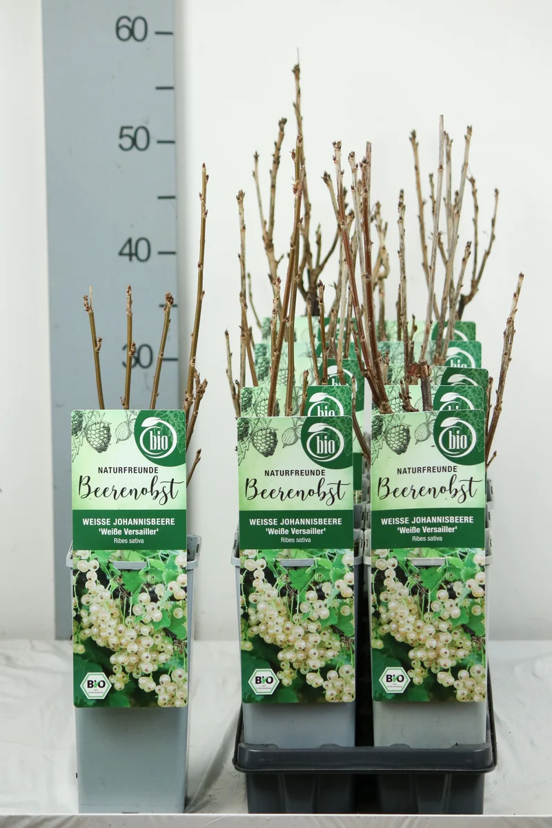 Ribes rubrum 'Weisse Versailles' C2 (2 liters kruka) 30-35 cm
