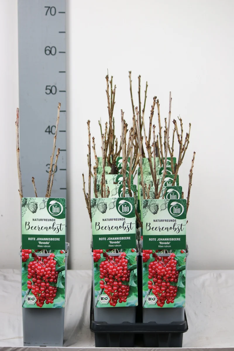Ribes r. 'Rovada' C2 (2 liters kruka) 30-35 cm