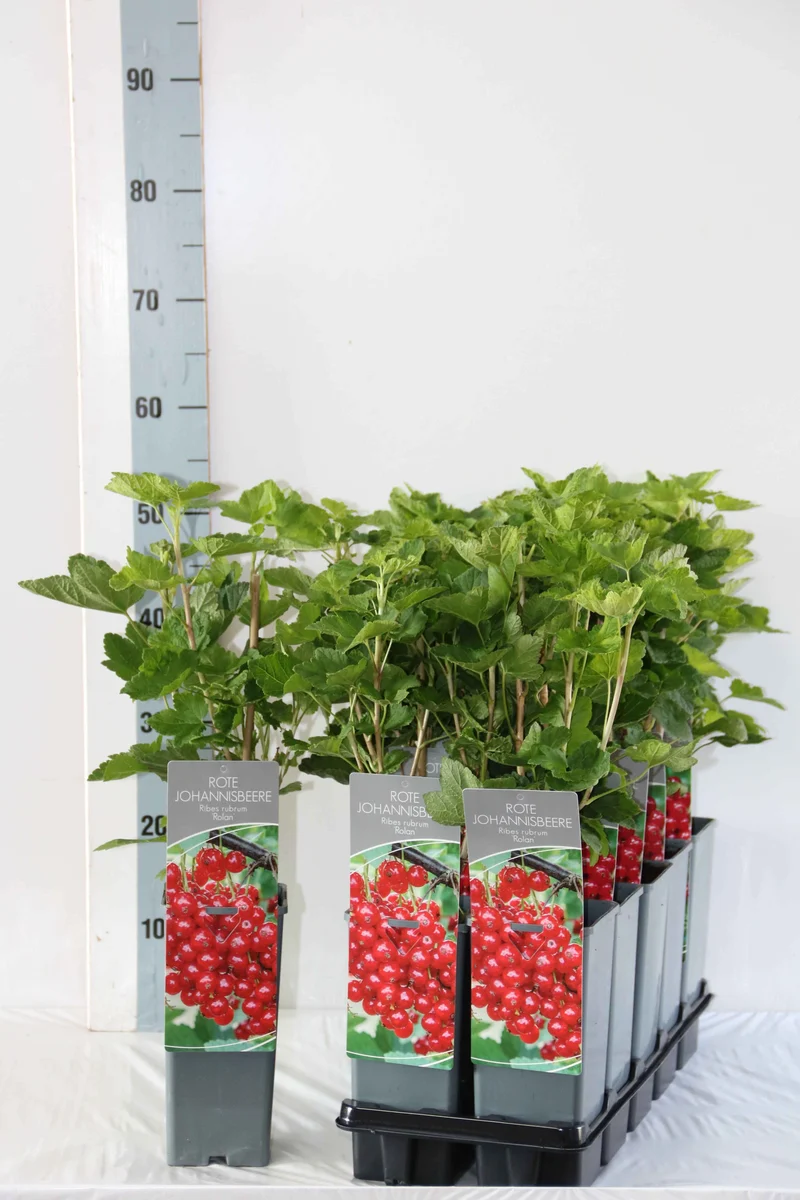 Ribes r. 'Rolan' C2 (2 liters kruka) 30-40 cm