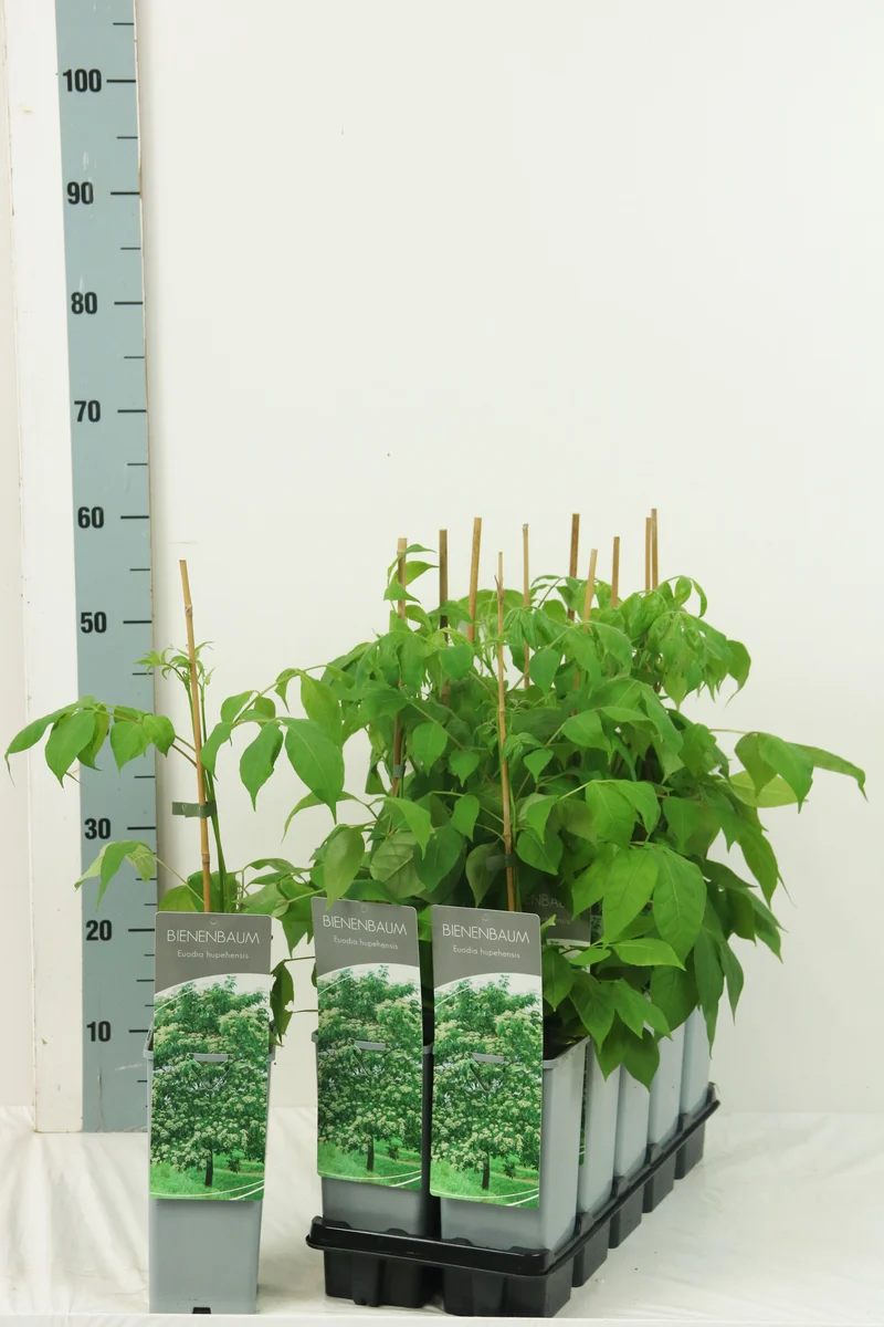 Euodia hupehensis C2 (2 liters kruka) 30-40 cm