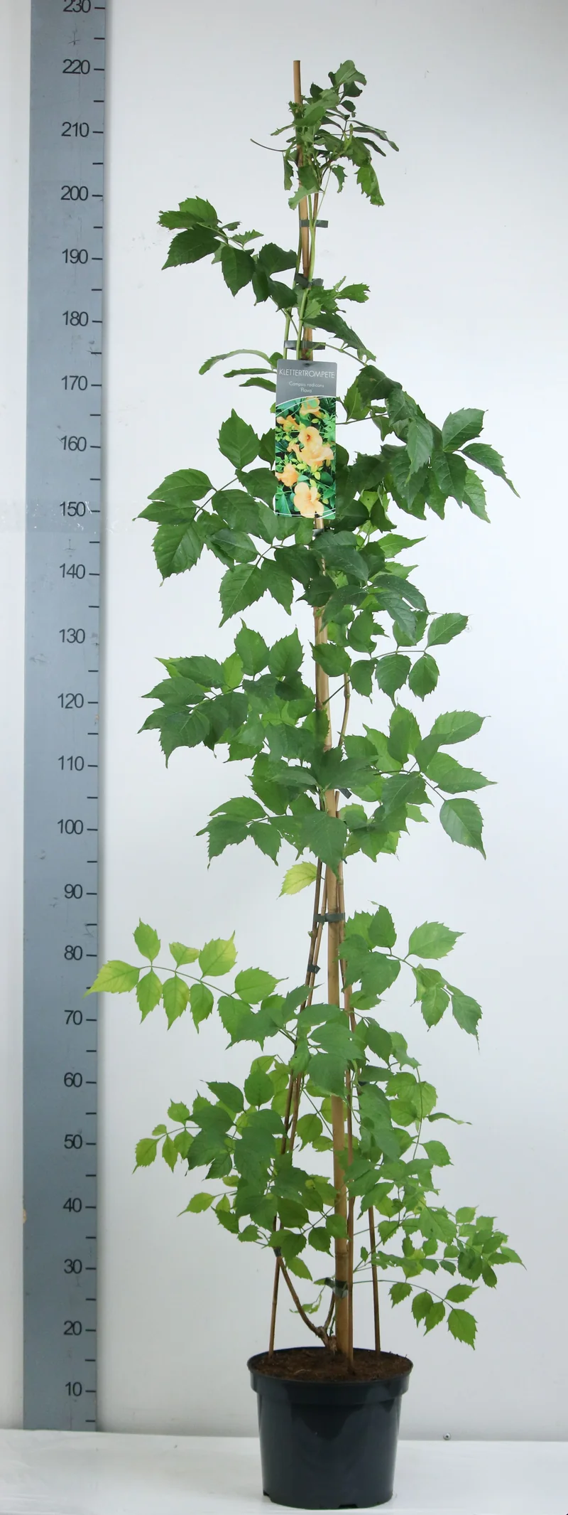 Campsis rad. 'Flava' 100-150 cm, C7,5 (7,5 liters kruka)