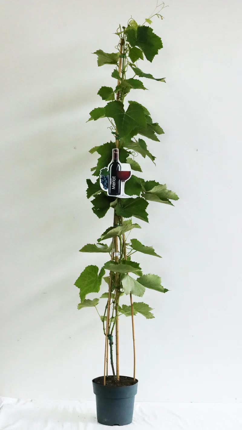 Vitis 'Merlot' C5 (5 liters kruka) 100-125 cm