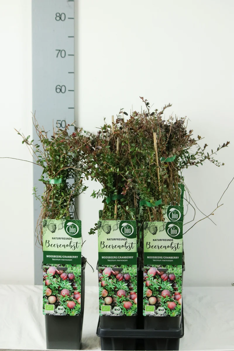 Vaccinium macrocarpon 'Cranberry' C2/P17 30-40 cm
