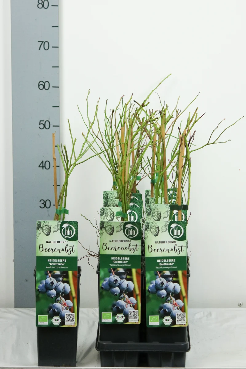 Vaccinium corymbosum 'Goldtraube 71' C2 (2 liters kruka) 30-35 cm