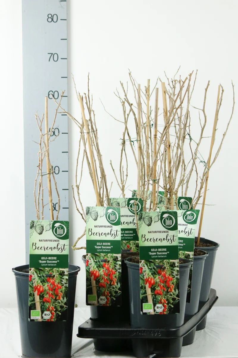Lycium b. 'Instant Succes' C3 (3 liters kruka) 40-50 cm