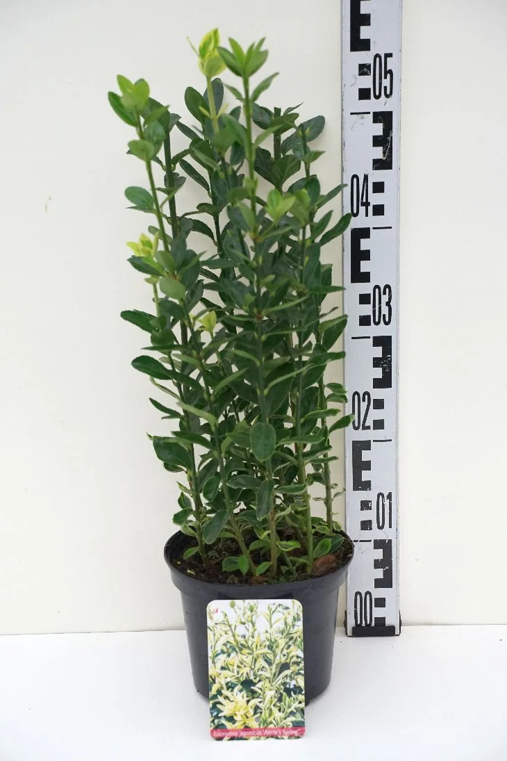 Euonymus japonicus 'Annies Spring'® C2 (2 liters kruka) / 17 cm kruka, 20-25 cm