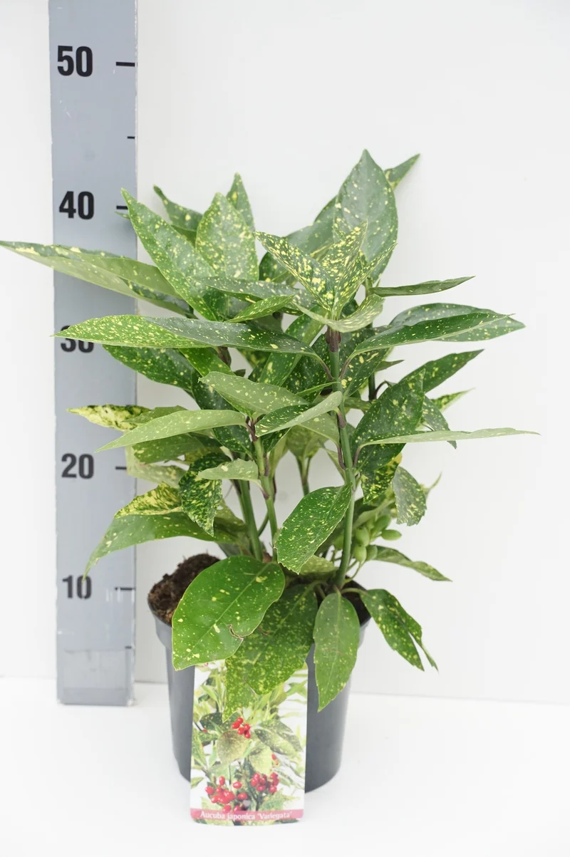Aucuba japonica 'Variegata' C2 (2 liters kruka) 20-25 cm