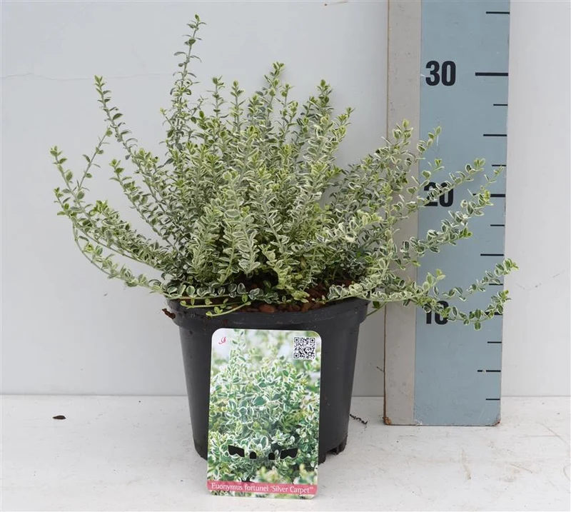 Euonymus fort. 'Silver Carpet' C2 (2 liters kruka) / 17 cm kruka 20-25 cm