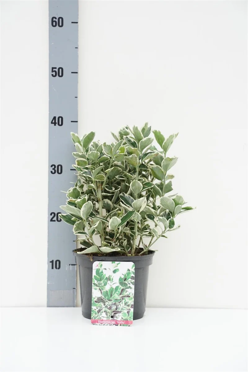 Euonymus japonicus 'Kathy' 20-25 cm - C2 (2 liters kruka)
