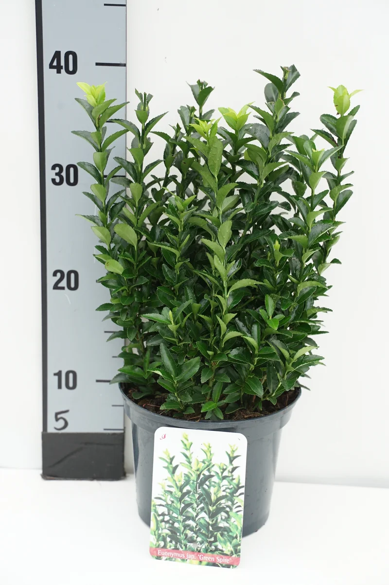 Euonymus japonica 'Green Spire' C2 (2 liters kruka) 20-25 cm