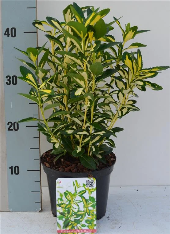 Euonymus jap. 'Gold Queen' C2 (2 liters kruka) 20-25 cm