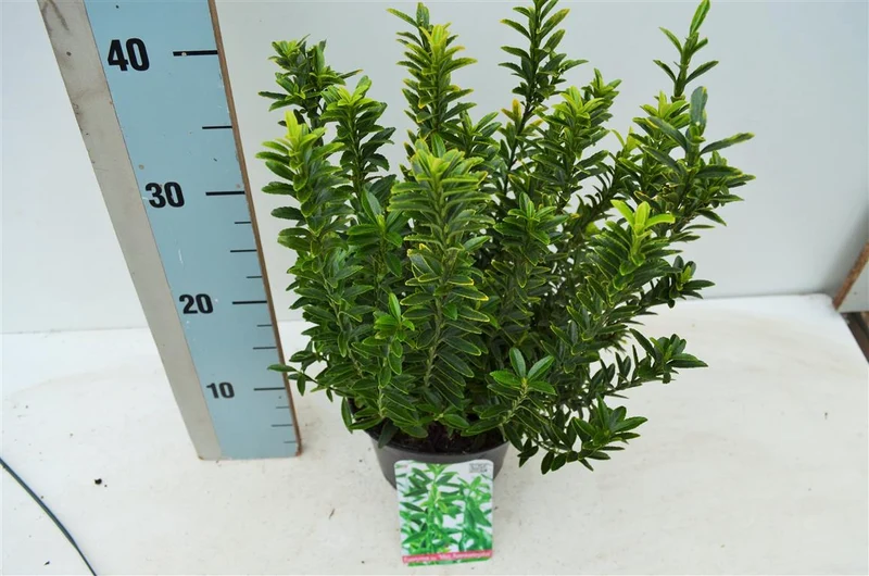 Euonymus jap. 'Micr. Aureovar' 20-25 cm C2 (2 liters kruka)