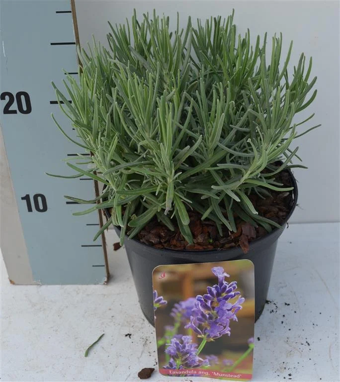 Lavandula ang. 'Munstead' C2 (2 liters kruka) / 17 cm kruka 20-25 cm