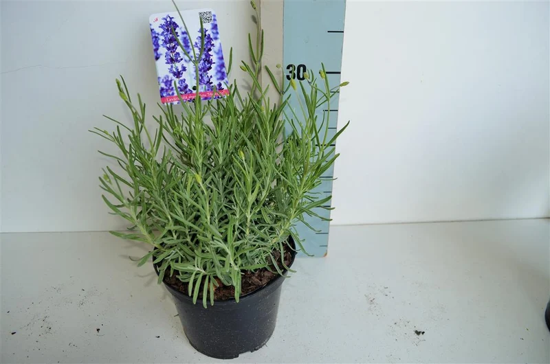 Lavandula ang. 'Hidcote' C2 (2 liters kruka) 20-25 cm