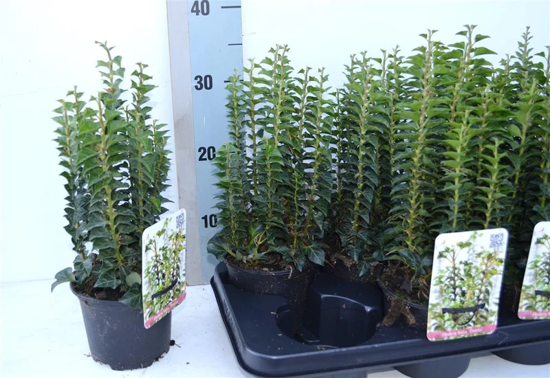 Hedera helix 'Erecta' 15-20 cm, C1 (1 liters kruka)