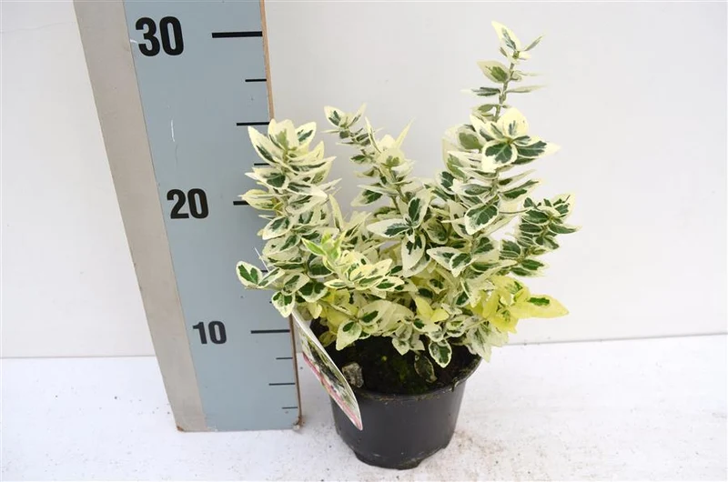 Euonymus fortunei 'Dan's Delight' C1 (1 liters kruka) 15-20 cm