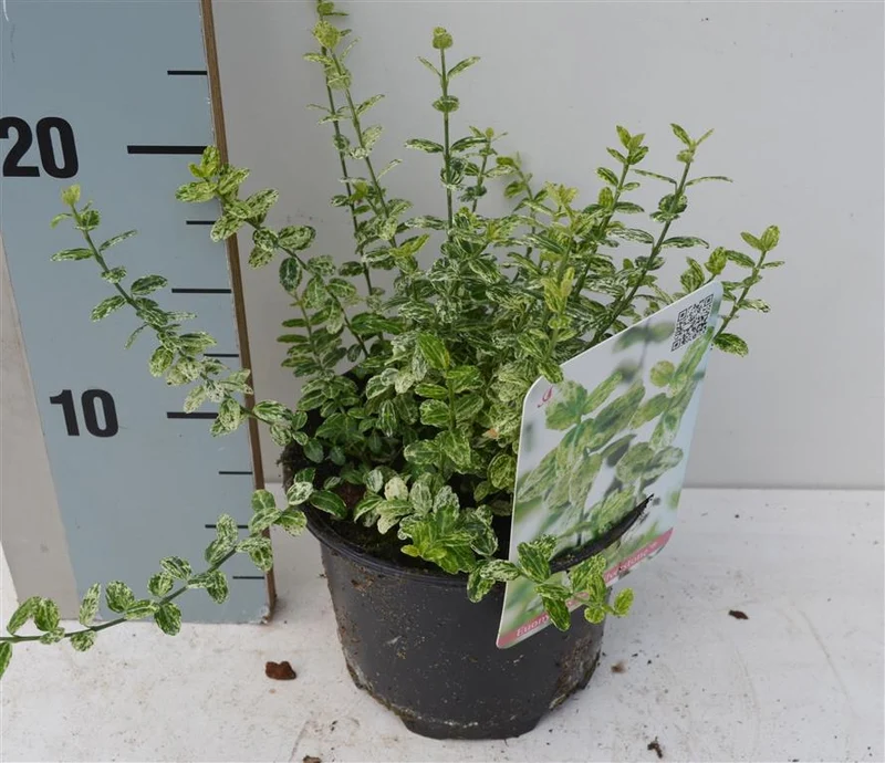Euonymus fort. 'Silverstone' C1 (1 liters kruka) 15-20 cm
