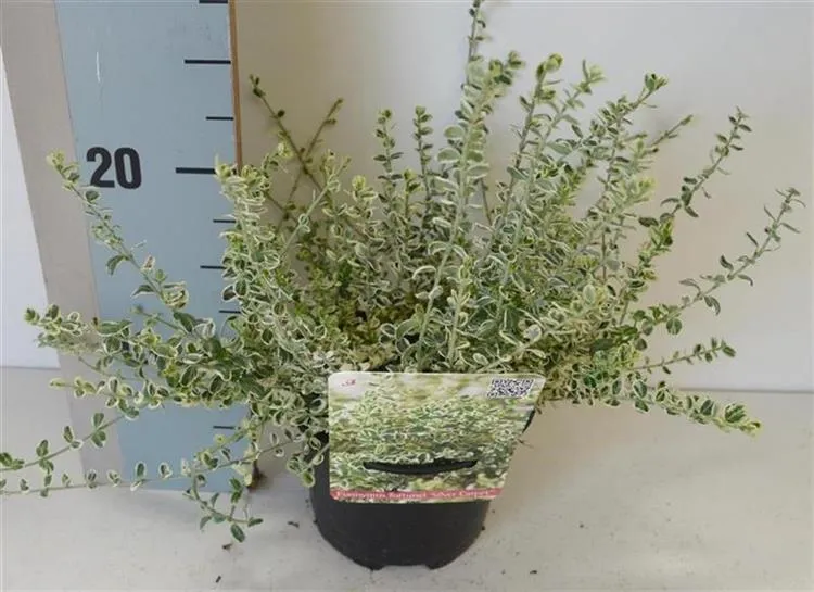 Euonymus fort. 'Silver Carpet' C1 (1 liters kruka / 13 cm kruka) 15-20 cm