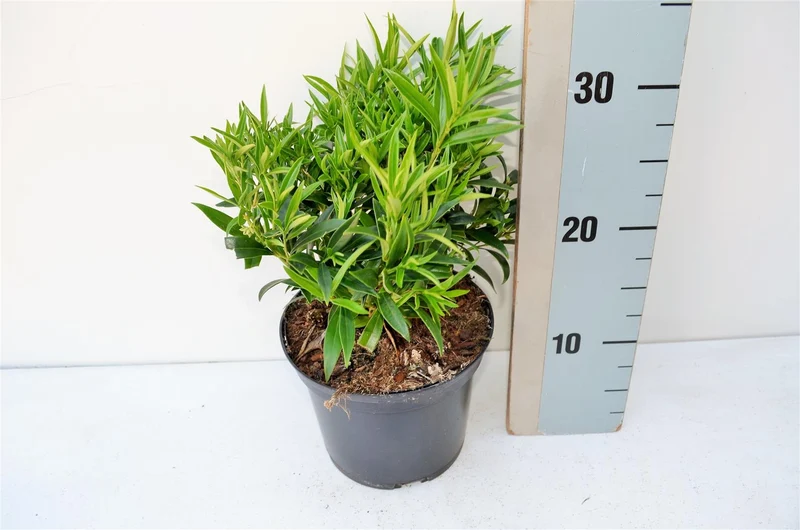Sarcococca saligna C2 (2 liters kruka) 20-25 cm