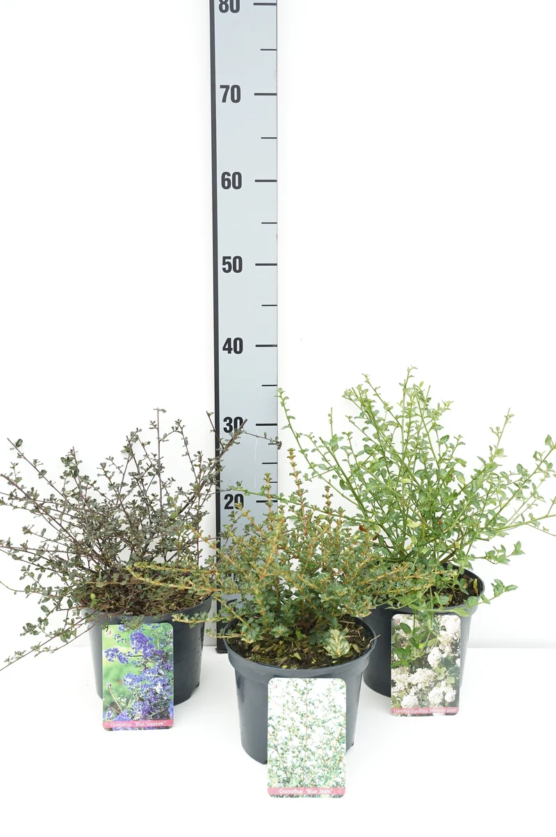 Ceanothus i sorter C2 (2 liters kruka) 20-25 cm
