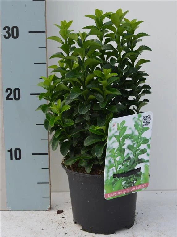 Euonymus jap. 'Green Rocket' C1 (13 cm kruka) 15-20 cm