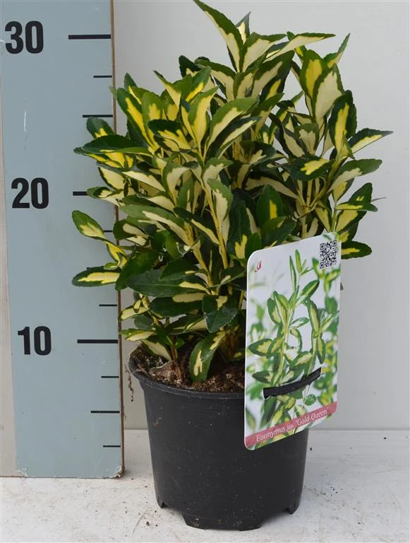 Euonymus jap. 'Gold Queen' C1 (1 liters kruka) 15-20 cm