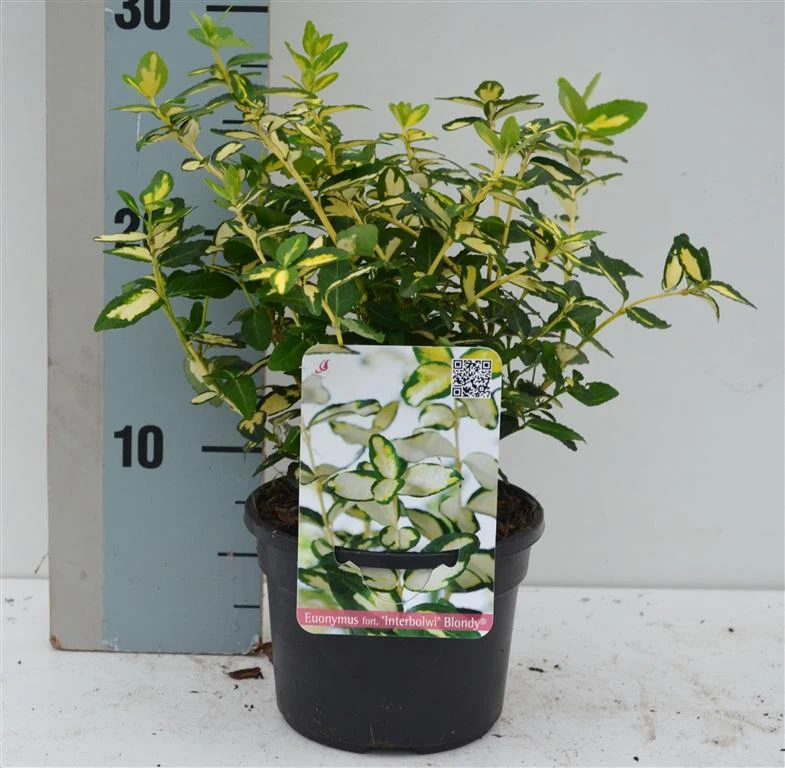Euonymus fort. 'Blondy' C1 (1 liters kruka) 15-20 cm