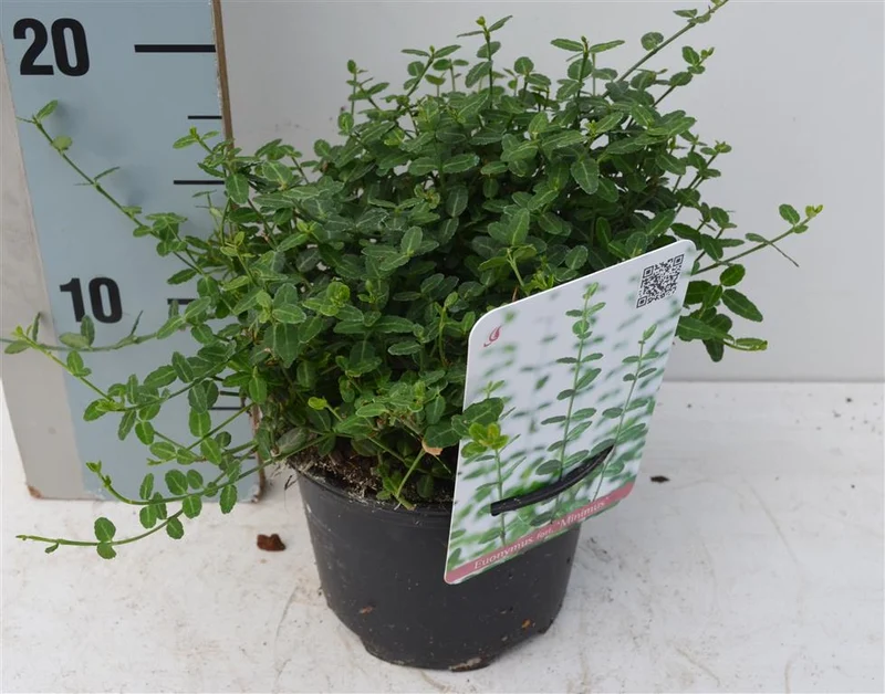 Euonymus fort. 'Minimus' C1 (1 liters kruka) 15-20 cm
