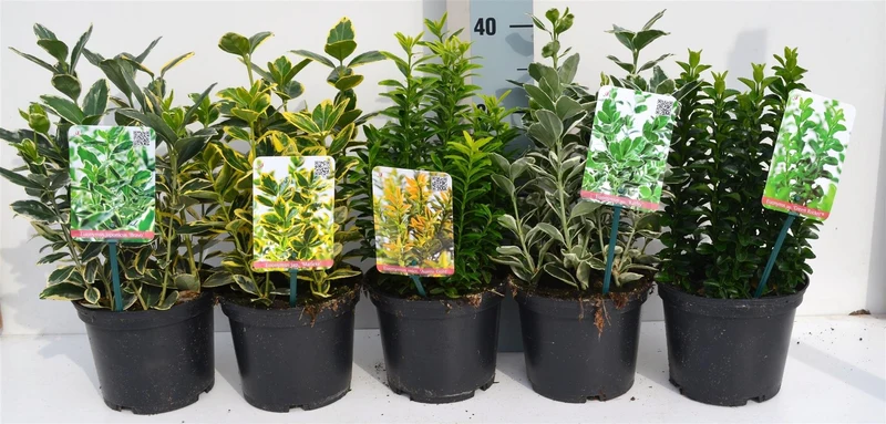 Euonymus japonicus C2 (2 liters kruka) / 17 cm kruka 30-35 cm