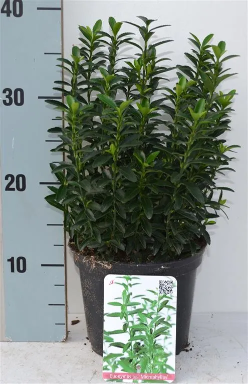 Euonymus jap. 'Microphyllus' C2 (2 liters kruka) 20-25 cm