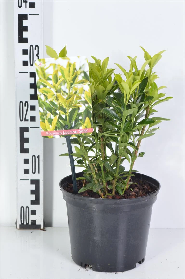 Euonymus fort. 'Mix' C2 (2 liters kruka) 20-25 cm