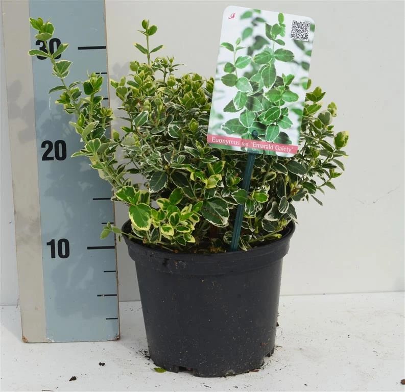 Euonymus fortunei 'Emerald Gaiety' C2 (2 liters kruka) 20-25 cm