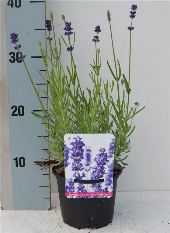 Lavandula angustifolia 'Hidcote' C1 (1 liters kruka) 15-20 cm