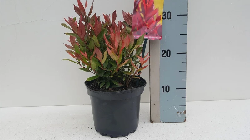 Leucothoe f. 'Little Flames'® C2 (2 liters kruka) 25-30 cm