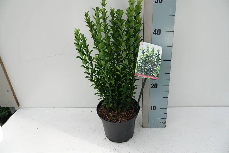 Euonymus japonicus 'Green Spire' C5 (5 liters kruka) 30-35 cm