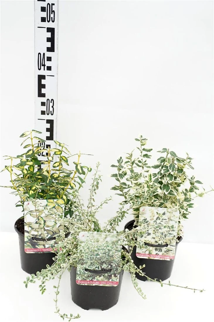 Euonymus fort. 'Mix' 15-20 cm C1 (1 liters kruka)