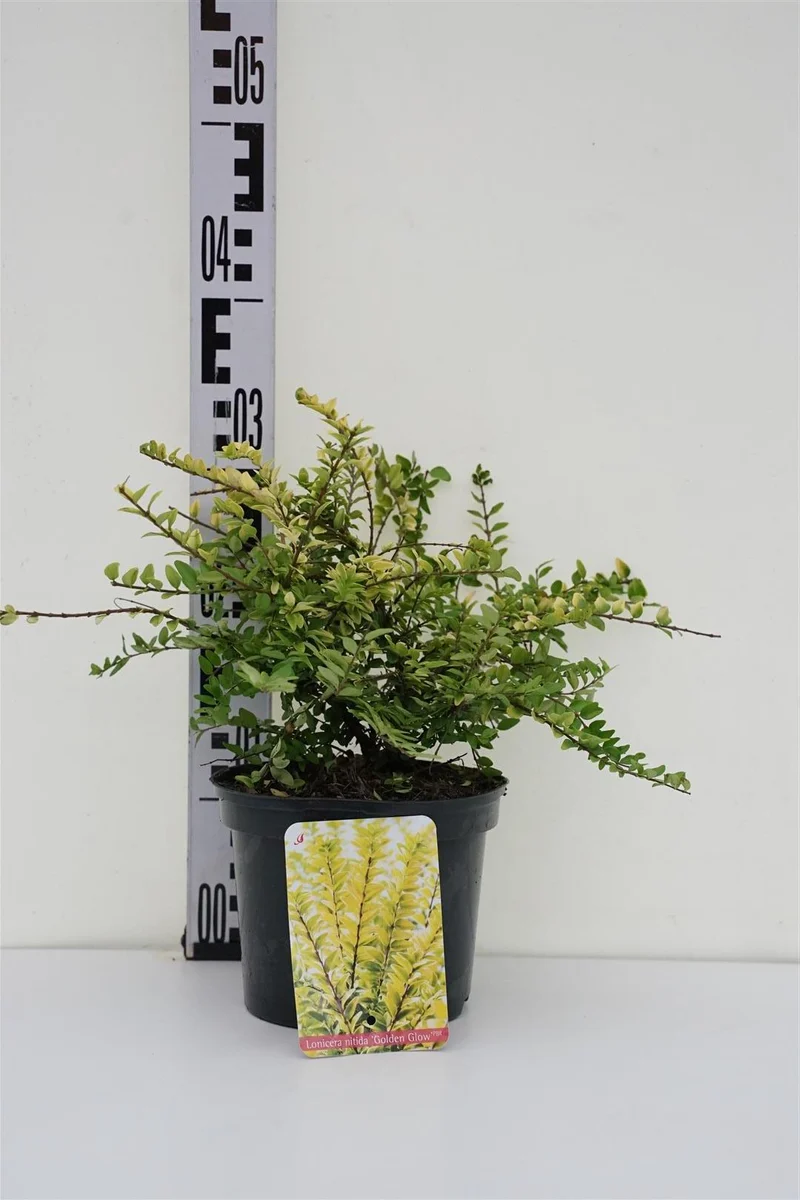 Lonicera nit. 'Golden Glow' C2 (2 liters kruka) / 17 cm kruka 20-25 cm