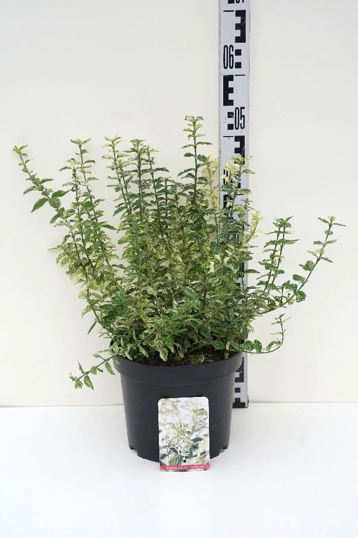 Euonymus fortunei 'Harlequin' C5 (5 liters kruka) 25-30 cm