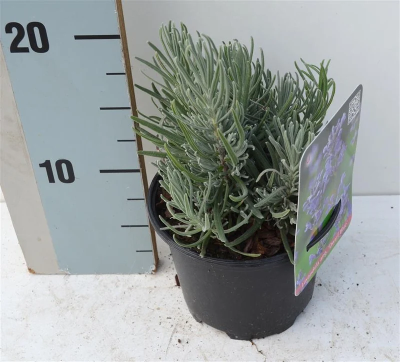 Lavandula angustifolia 'Dwarf Blue' C1 (1 liters kruka) 15-20 cm